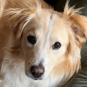 Cantabrigian Water Dog